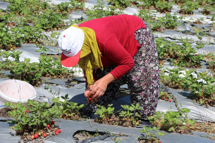 22 yıl önce tütüne alternatif olarak üretti, kendi markasını yarattı