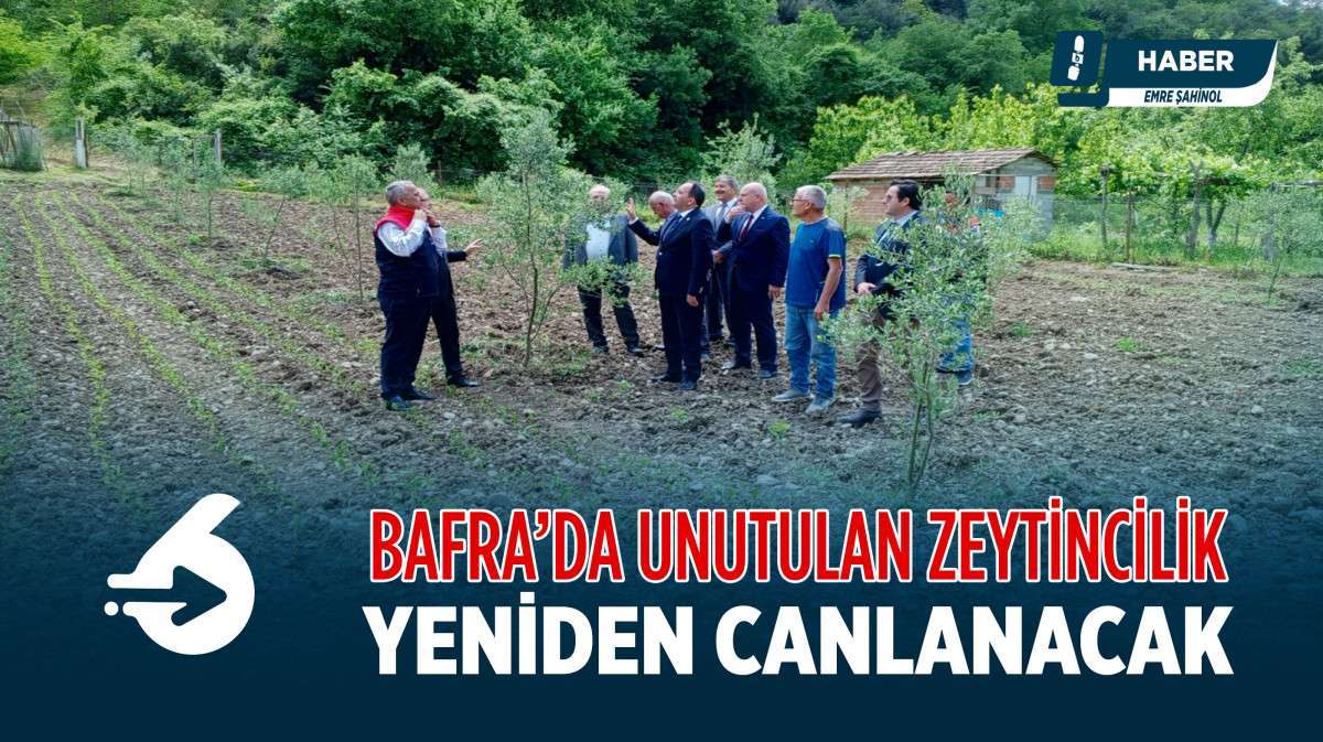 Bafra'da unutulan zeytincilik yeniden canlanıyor 