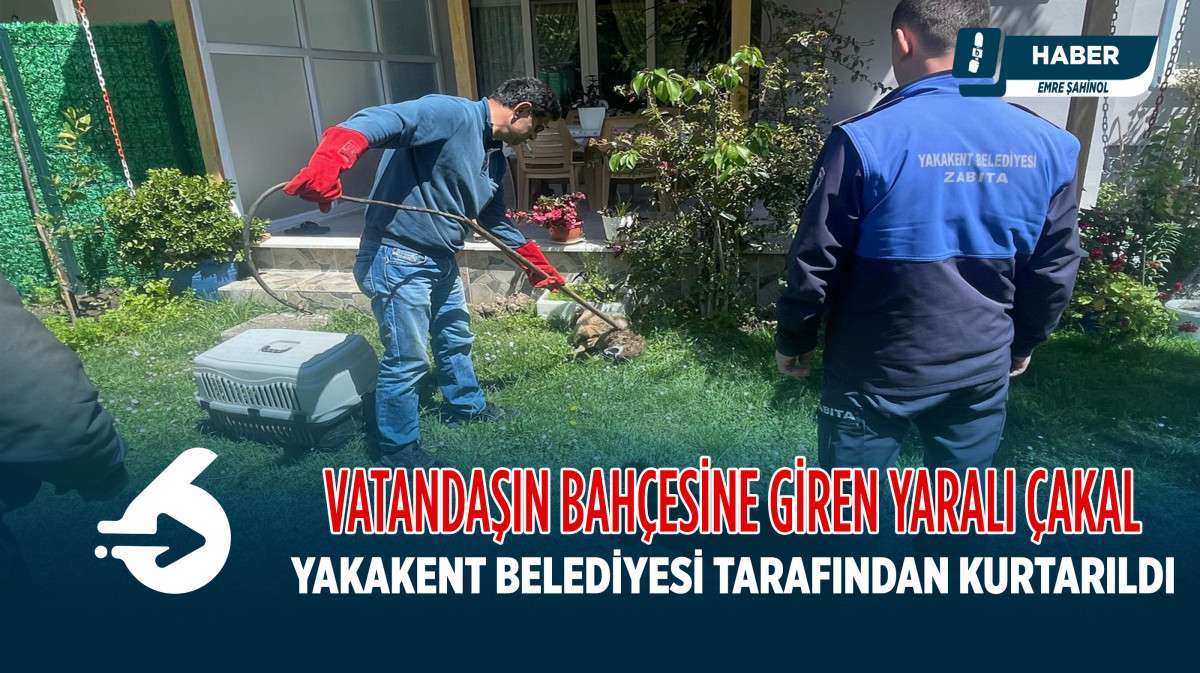 Yakakent'te Yaralı Çakal Kurtarıldı